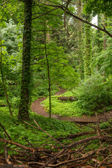 Forest Trail