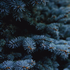 Christmas atmosphere. Green Christmas tree, coniferous tree. Blue, cold shade of needles.