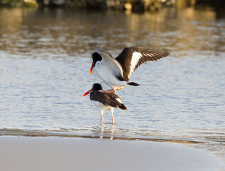 American Oystercatchers