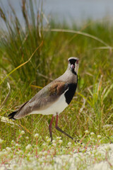Southern lapwing