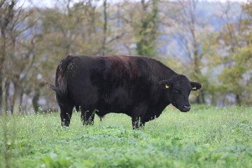 black angus bull in a meadow with green grass