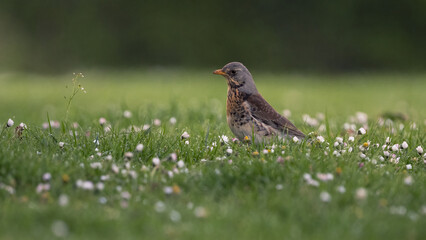 Wacholderdrossel (Turdus pilaris) auf einer Wiese