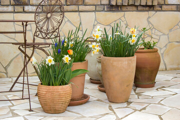  clay pots with spring flowers