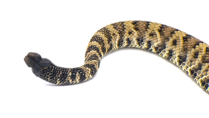 Wild Crotalus adamanteus, venomous eastern diamondback rattlesnake, snake rattle against isolated white background cutout. Young juvenile - obrazy, fototapety, plakaty
