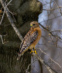 red shouldered hawk