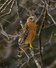 red tailed hawk