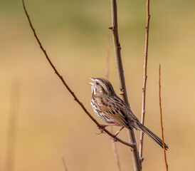 Song sparrow