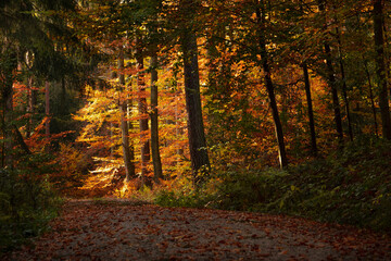 Obraz premium Herbstwald