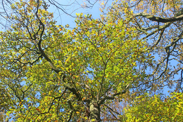 Beech trees in Autumn	