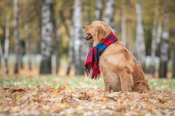 Portrait of a young beautiful purebred golden retriever wearing a red scarf.