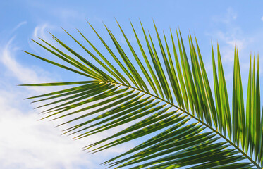Green palm leaf against the blue sky as background. Background for design elements, tropical leaf as summer background