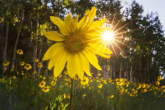 Sun Burst With Sunflower