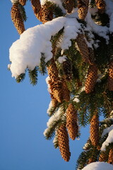 Snow-covered branches of spruce with cones closeup on the background of blue sky