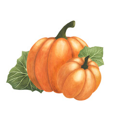 Orange ripe pumpkins watercolor isolated on white background. Autumn thanksgiving illustration. Art for design cards
