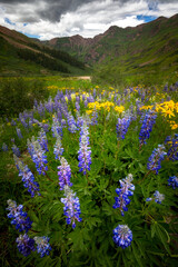 Lupine Valley at Sunset
