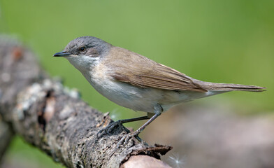 Lesser whitethroat (Curruca curruca) sitting and posing on some branch in sunny day 