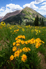 Fototapeta premium Mountain Flowers