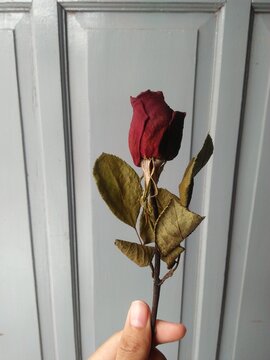 This is a photo of a rose being held
