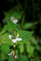 Obraz premium Houttuynia cordata flowers in garden