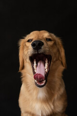 Red dog yawns on a black background