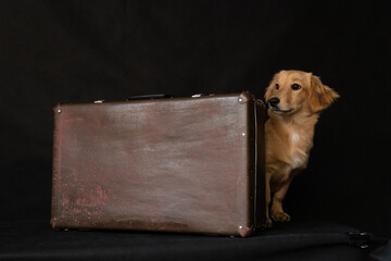 A red dog peeks out from behind a suitcase on a black background