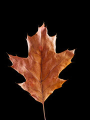 Autumn yellow dried oak leaf isolated on black