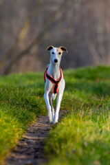 Beautiful white whippet dog. While standing, she looks at the camera.