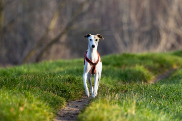 Beautiful white whippet dog.