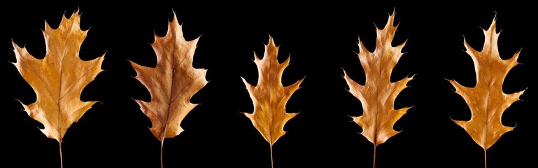 Naklejka premium Set of autumn yellow dried oak leaf isolated on black
