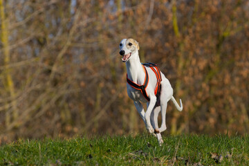 Beautiful white whippet dog.