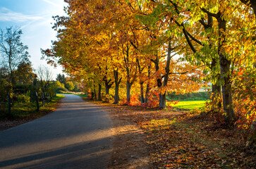 Naklejka na ściany i meble Colorful autumn trees by the road. The Golden Polish Autumn.