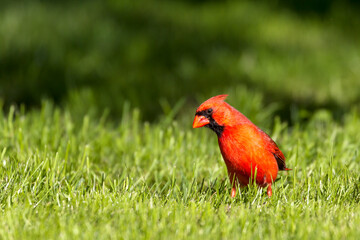 A male Northern Red Cardinal in a park in Scarbourough, Ontario, Canada