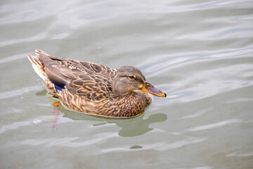 common duck swimming in a city pond. Anas platyrhynchos domesticus