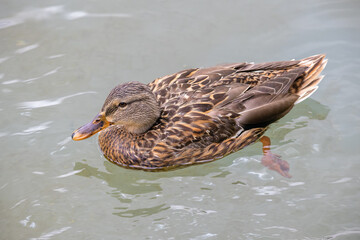 common duck swimming in a city pond. Anas platyrhynchos domesticus