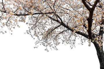 cherry Blossom in spring Background PNG Form
