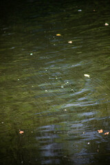 reflections in water