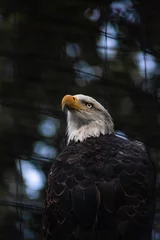 Foto op Plexiglas bald eagle in the zoo © Matthew