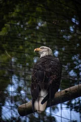 Foto op Plexiglas bald eagle in the zoo © Matthew