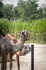 portrait of a camel
