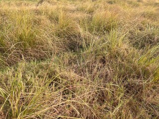 grass is green and yellow you can also say it dry grass but it’s not completely dry 