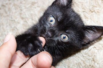 Little black kitten bites a man's finger