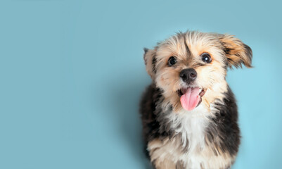 Happy puppy looking up on blue background. Cute little puppy with mouth open and tongue sticking out. 4 months old male morkie dog with long black and brown fur. Selective focus. Colored background.