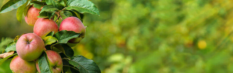 Harvest of red apples on a tree in the garden. Selective focus.