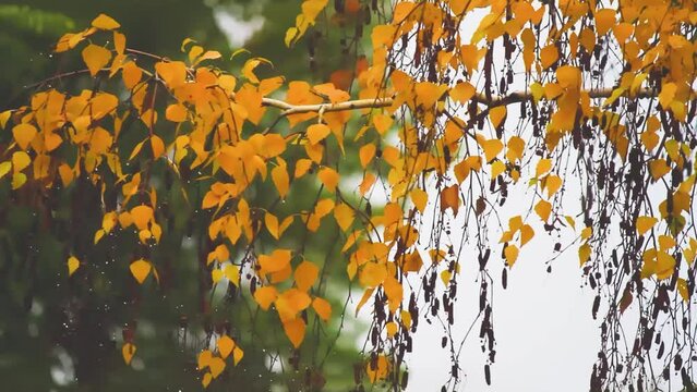 Rain dripping on leaves of trees. Yellow leaves of autumn trees and rain.