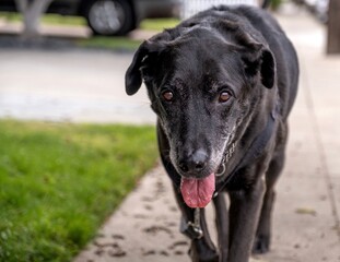 Black Lab Walking