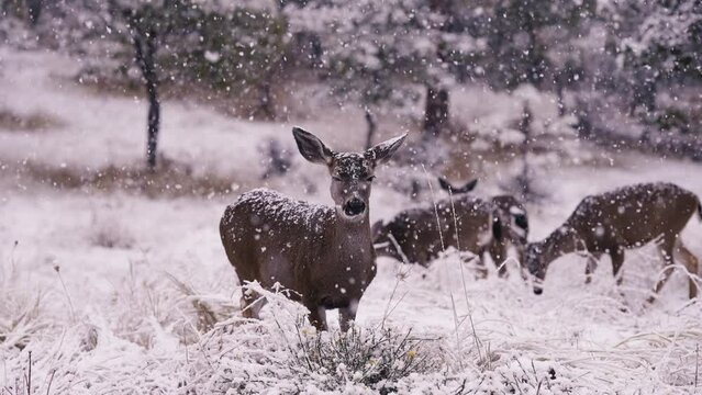 White-tailed Deer in Falling Snow Snowflakes
