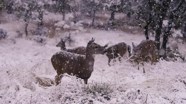 White-tailed Deer in Falling Snow Snowflakes
