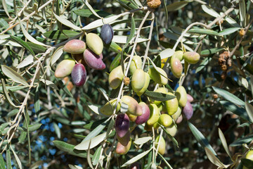 Aceitunas cornicabra