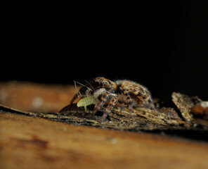 jumping spider Pseudeuophrys eating an aphid sitting on a tree trunk