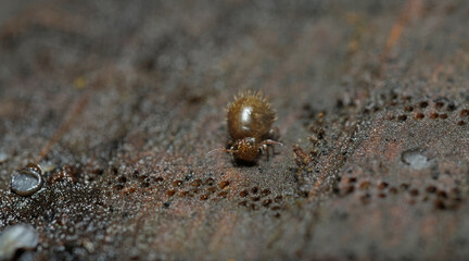 Springtail, Collembola, sitting a tree trunk